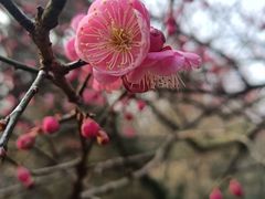 -杭州植物园