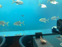 -瑞德姆美人鱼海底演艺主题餐厅(亚龙湾店)