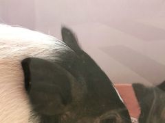 -猪盟咖啡店(玖洲道店)