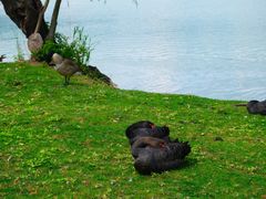 -长兴太湖图影湿地文化园