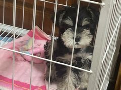 -唐小姐の猫狗洗护·购宠旗舰店(周浦万达店)