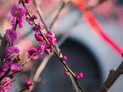 -雨花胜境