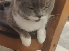 -猫小院猫主题餐厅(三里屯店)