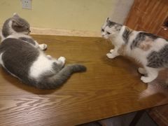 -猫色咖啡·猫咖