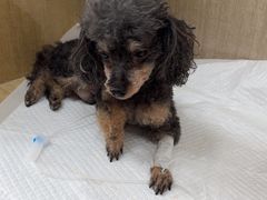 -北京观赏动物医院·24小时大型综合·猫专科·异宠专科
