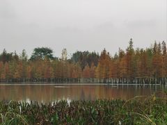 -白鹭湾湿地公园