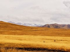 -祁连山草原