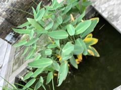 -汪玉霞(汉口里店)