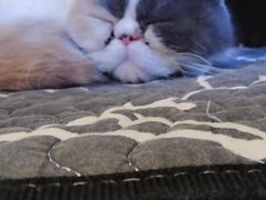 -平行世界·猫咖(首经贸店)