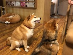 -柴务处·柴犬主题狗咖