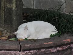-青羊宫