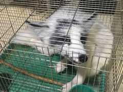 -中环花鸟鱼虫市场