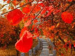 -北京西山国家森林公园