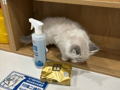 -艾贝尔宠物医院·24H转诊中心·肿瘤猫专科(江宁双龙店)