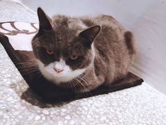 -绒爪撸猫下午茶·猫咖