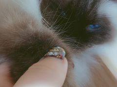 -藏猫猫咖啡主题馆(中央大道店)