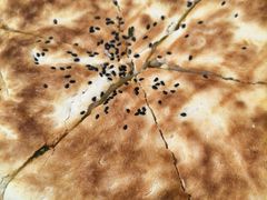 -姚家猪蹄坊(蓝田县店)