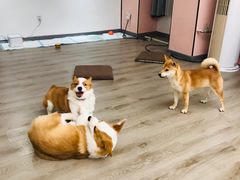 -浣熊柯尔鸭土拨鼠·电玩咖