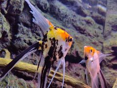 -上海海洋水族馆