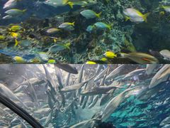 -上海海洋水族馆