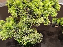 -梁溪河畔·吉府花园(南长街南下塘店)