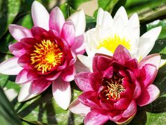 -野鸭湖国家湿地公园