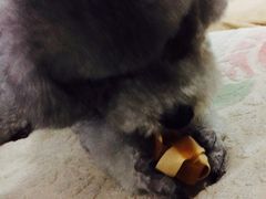 -Oh My Dog宠物沙龙(伊珊娜皮毛护理店)