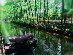 -合肥滨湖国家森林公园