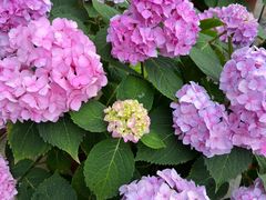 -呼吸森林·生态农庄农家乐私房菜