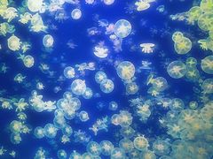 -海合安武汉极地海洋公园