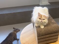 -Cappucimeow猫咪咖啡馆(韦伯时代店)