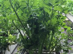 -甜心庄园·甜心草莓采摘园(西青中北店)