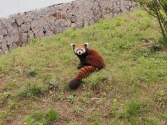 -青岛森林野生动物世界