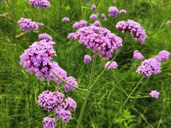 -上海滨江森林公园