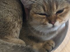 -飞行喵MR PILOT|猫舍·猫咖(静安大融城店)