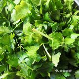 芹菜叶黑燕麦馒头