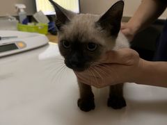 -爱妮康宠物医院·干细胞免疫细胞·肿瘤·心脏(张江店)