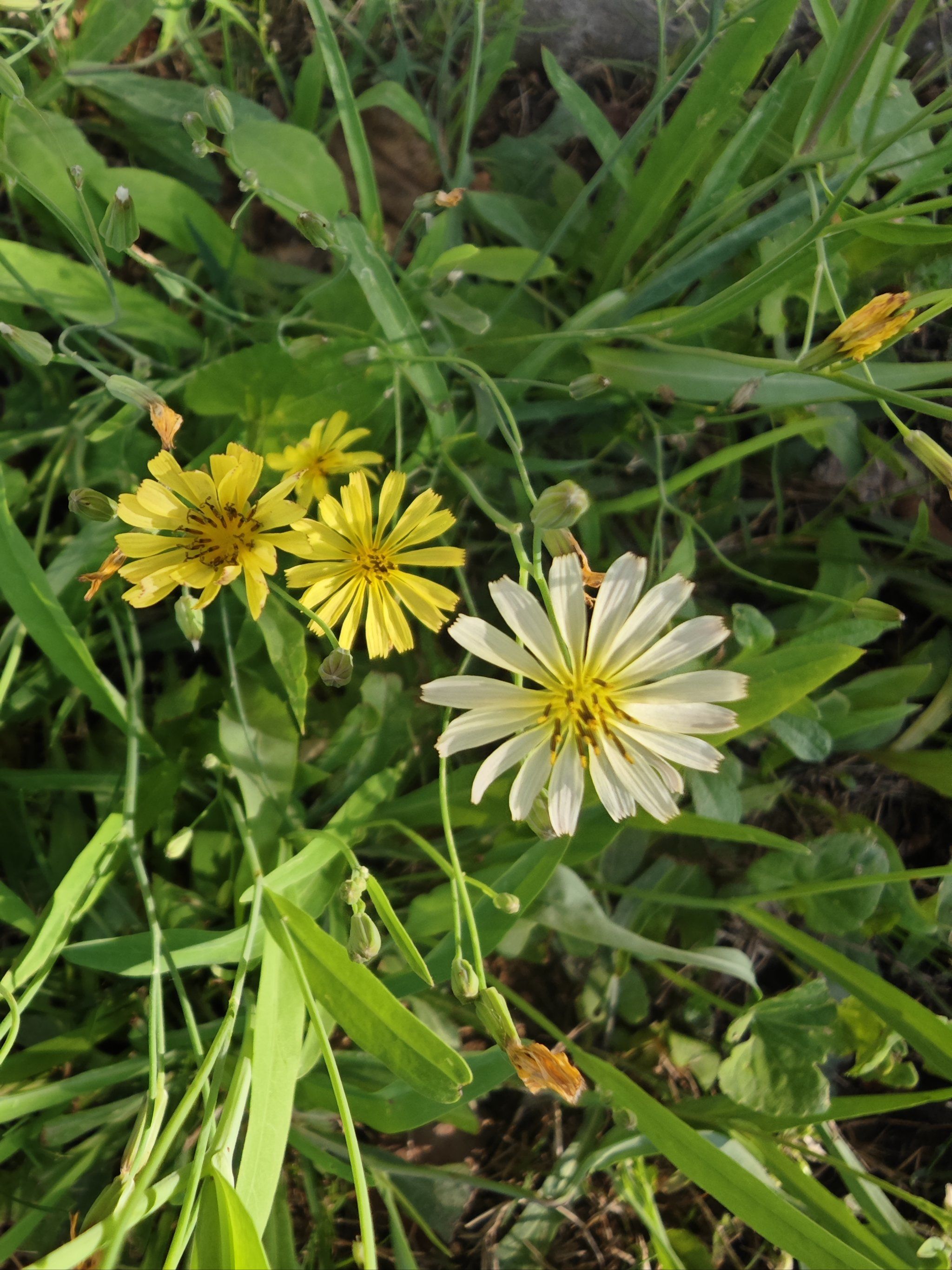 路边的野花不要采,小黄花其实挺漂亮