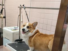 -FAELING PETS美天灵宠物(富力广场店)