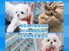 -萌宠之家·腊肠犬·马尔泰·小体犬舍