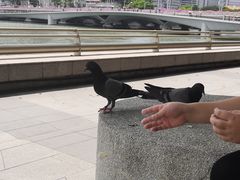 -鱼尾狮公园