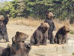 -沈阳森林动物园