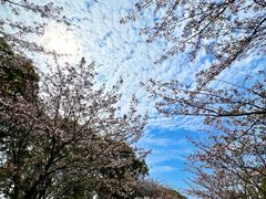 -高东镇樱花园