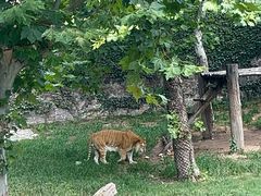 -西霞口神雕山野生动物世界