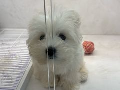 -翊宠yipet猫狗购宠庄园犬舍•猫舍