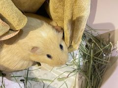 -雨林宠物医院 非犬猫异宠专科