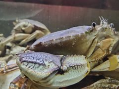 葱姜炒蟹-无锡苏宁银河国际酒店-悦府65中餐厅