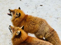 -宫城藏王狐狸村