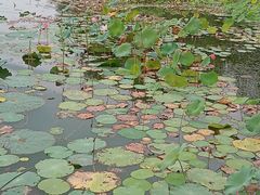 -天鹅湖体育公园