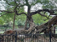 -小洲村